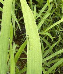 Ischnura