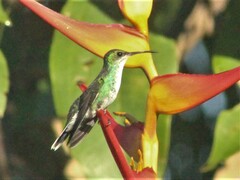 Chrysuronia coeruleogularis