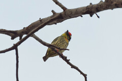 Psilopogon haemacephalus indicus