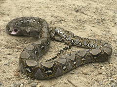 Malayopython reticulatus
