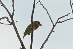 Psilopogon haemacephalus indicus