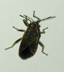 Arocatus melanocephalus