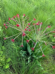 Brunsvigia undulata