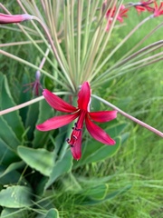 Brunsvigia undulata