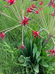 Brunsvigia undulata