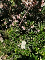 Myrtus