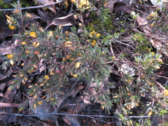 Pultenaea involucrata
