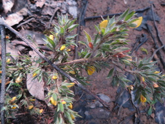 Pultenaea involucrata