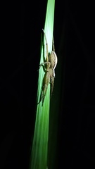 Neoctenus