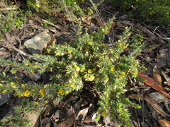 Pultenaea involucrata