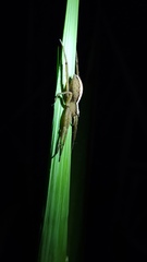 Neoctenus