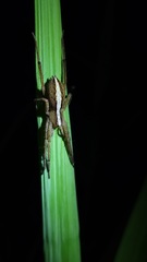 Neoctenus