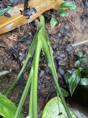 Dieffenbachia seguine