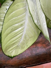 Dieffenbachia seguine