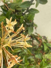 Trigona fulviventris