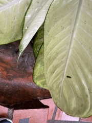 Dieffenbachia seguine