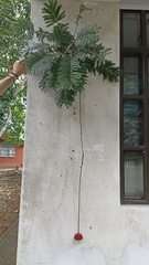 Parkia pendula