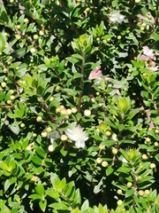 Myrtus