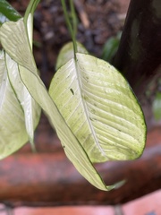 Dieffenbachia seguine