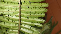 Parkia pendula