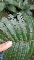 Parkia pendula