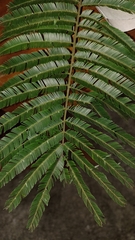 Parkia pendula