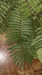 Parkia pendula