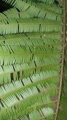 Parkia pendula