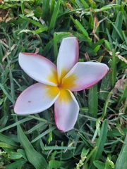 Plumeria rubra