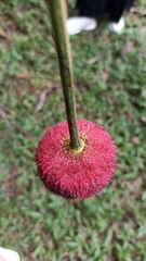 Parkia pendula