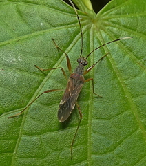 Rhyparochrominae