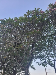 Plumeria rubra