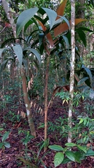 Geonoma pauciflora