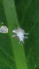 Fritzia muelleri