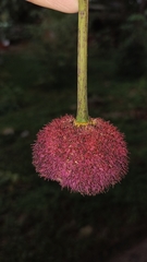 Parkia pendula