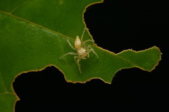 Epocilla
