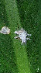 Fritzia muelleri