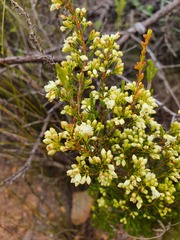 Erica leucanthera
