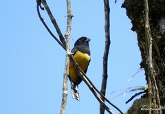 Trogon caligatus