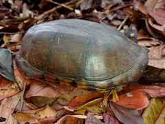 Kinosternon scorpioides scorpioides
