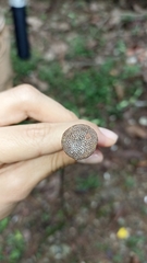 Parkia pendula