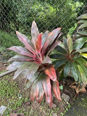 Cordyline fruticosa