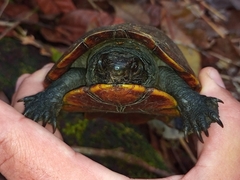 Kinosternon scorpioides scorpioides