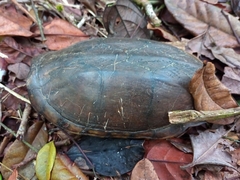 Kinosternon scorpioides scorpioides