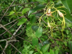 Strophanthus divaricatus