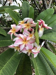 Plumeria