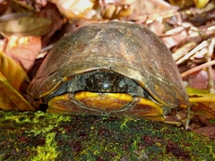 Kinosternon scorpioides scorpioides