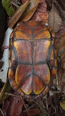 Kinosternon scorpioides scorpioides