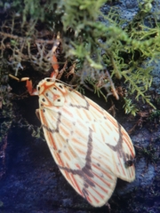 Barsine striata
