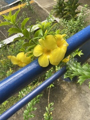 Allamanda cathartica